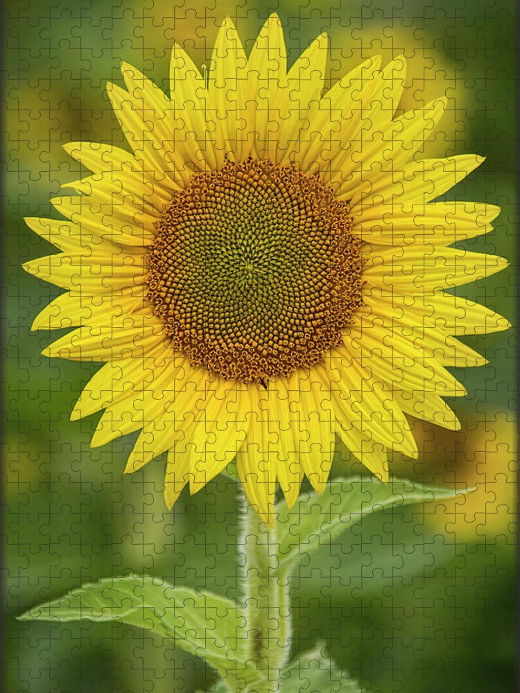 Sunflower Jigsaw Puzzle featuring the photograph Sunshine by Erika Fawcett