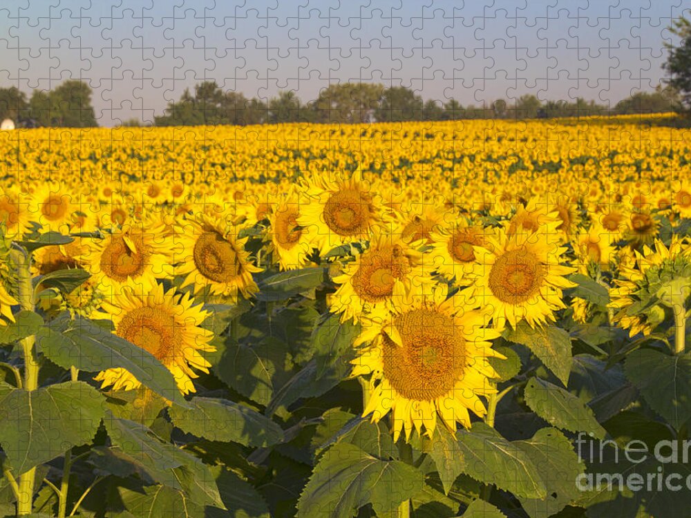 Sunflower Jigsaw Puzzle featuring the photograph Sunshine Flower Field by Crystal Nederman