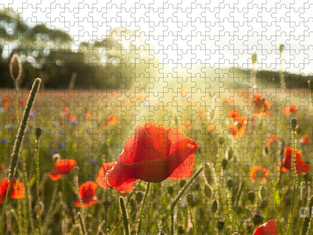 Poppies Jigsaw Puzzle featuring the photograph Sunshine poppy field landscape by Simon Bratt