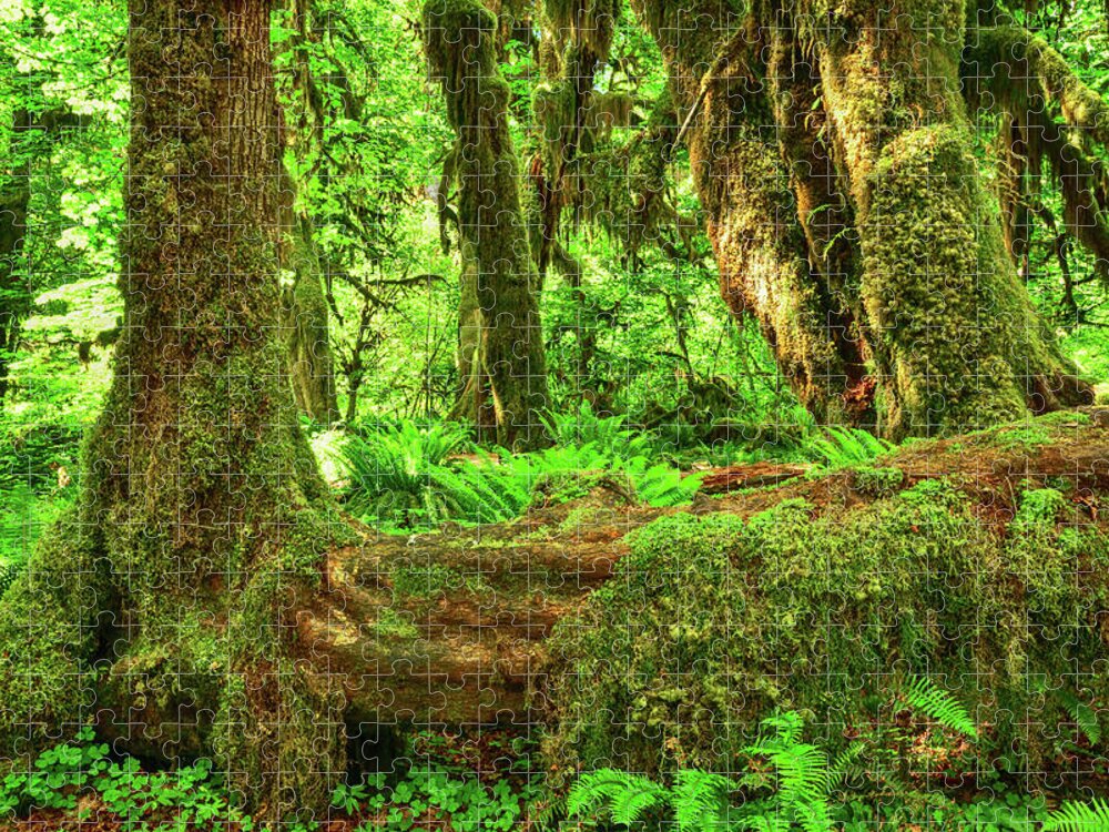 Olympic National Park Jigsaw Puzzle featuring the photograph Super Green Rainforest by Spencer McDonald