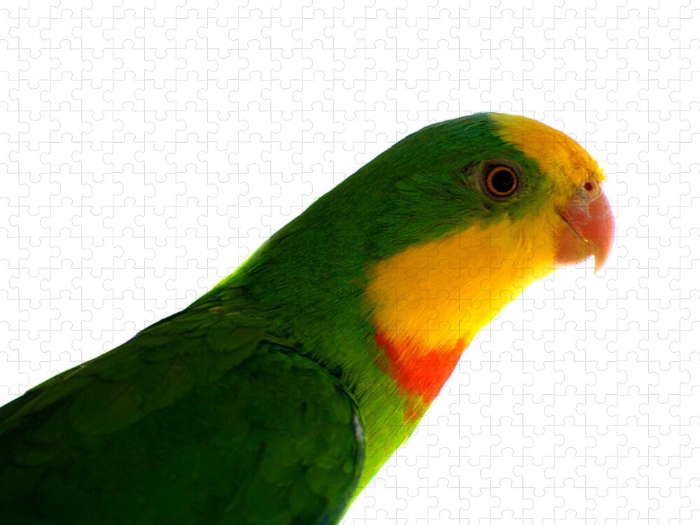  Superb Parrot Jigsaw Puzzle featuring the photograph Superb Parrot Polytelis swainsonii by Nathan Abbott