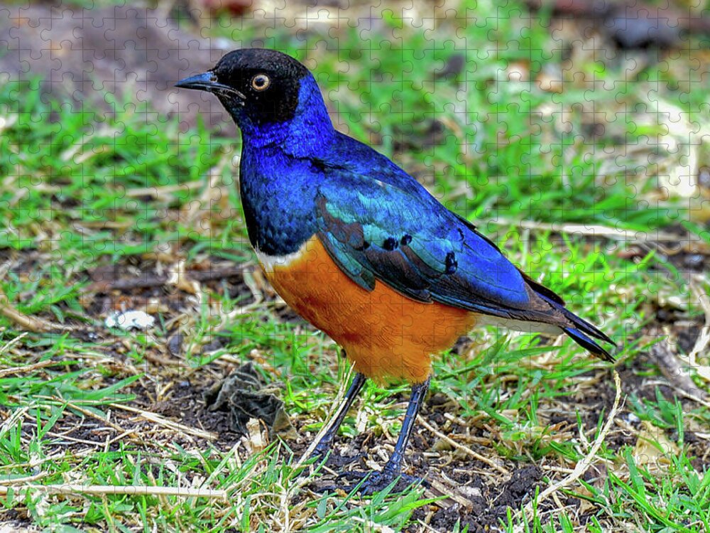 Africa Jigsaw Puzzle featuring the photograph Superb Starling by Marilyn Burton