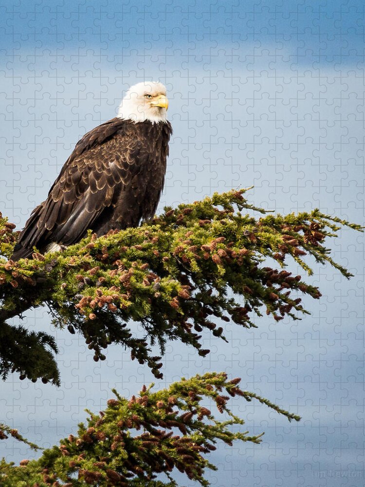 Alaska Jigsaw Puzzle featuring the photograph Surveying the Treeline by Tim Newton