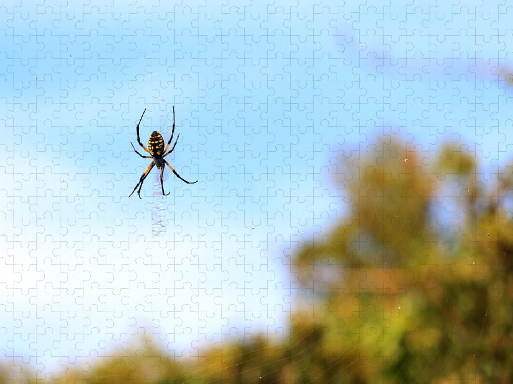 Arachnid Jigsaw Puzzle featuring the photograph Suspended Spider by Travis Rogers