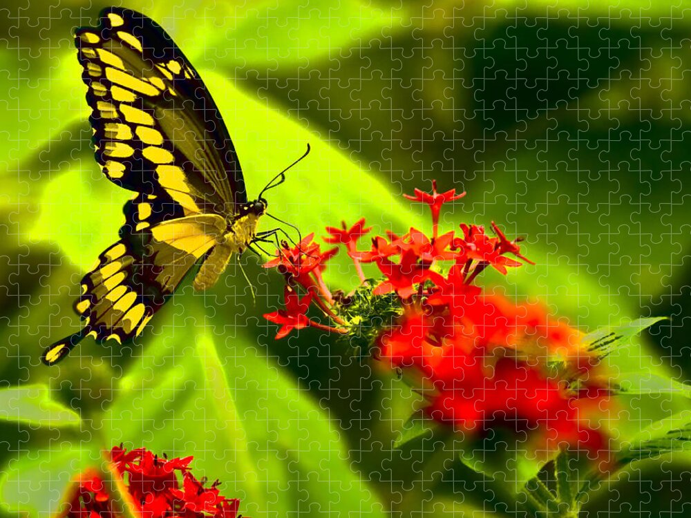 Insect Jigsaw Puzzle featuring the photograph Swallow Tail by Ches Black