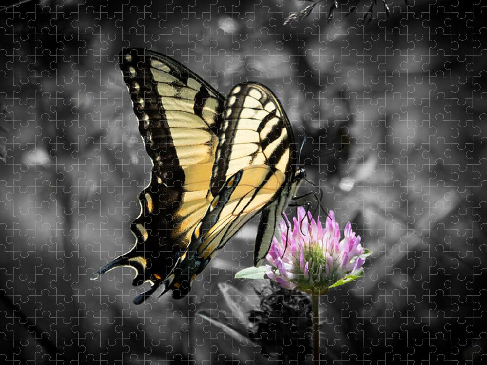Butterfly Jigsaw Puzzle featuring the photograph Swallowtail Butterfly- Color Pop by Holden The Moment