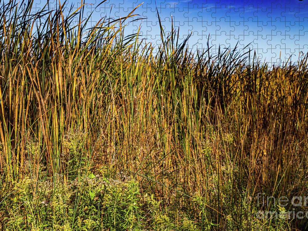 Grass Jigsaw Puzzle featuring the photograph Swamp Grass by William Norton