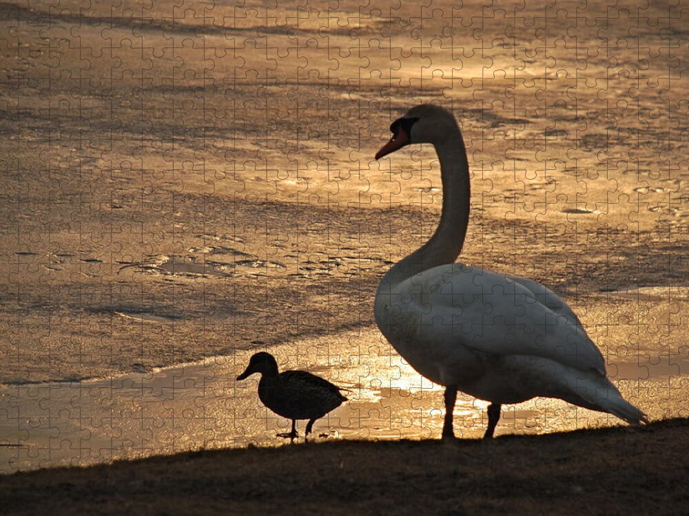 Swan Jigsaw Puzzle featuring the photograph Swan and Baby at Sunset by Richard Bryce and Family