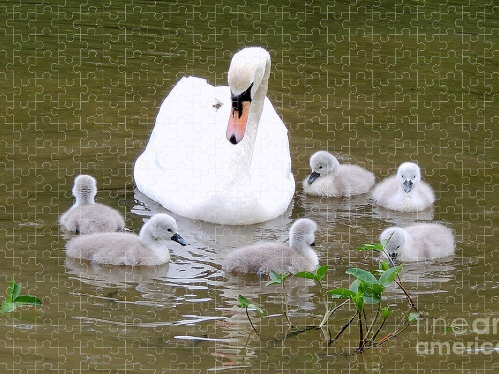 Swans Jigsaw Puzzle featuring the photograph Swan Lake 1 by Bill Holkham