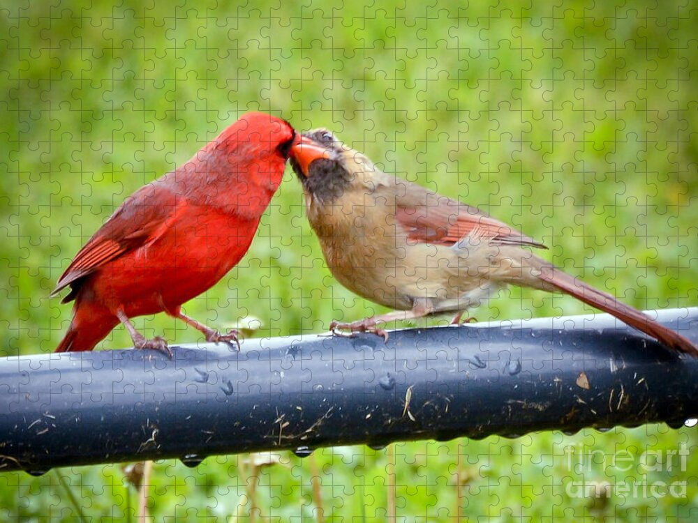 Male And Female Cardinal Jigsaw Puzzle featuring the photograph Sweet Cardinal Couple by Kerri Farley