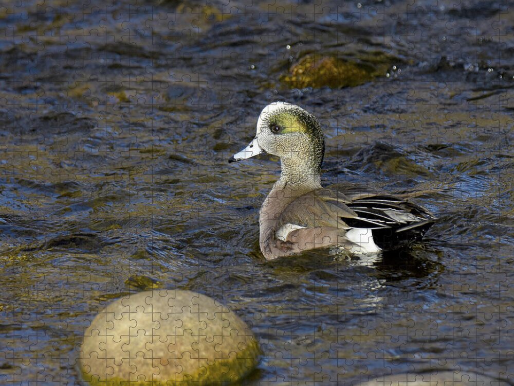 American Wigeon Jigsaw Puzzle featuring the photograph Swim Like a Duck by Judi Dressler