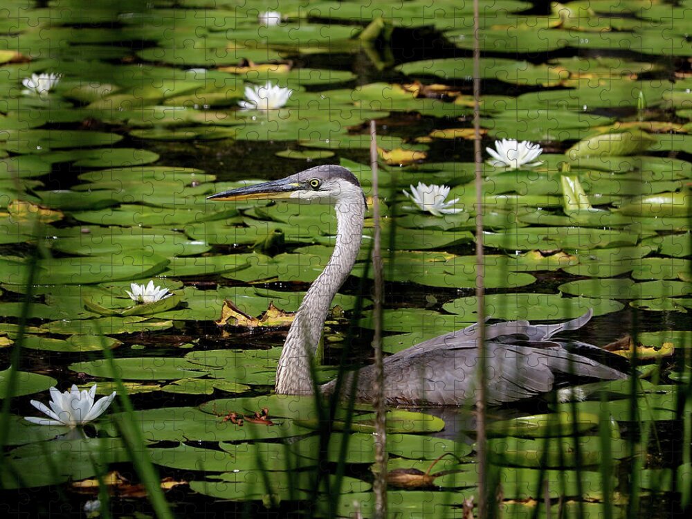 Great Blue Heron Jigsaw Puzzle featuring the photograph Swimming among the waterlilies by Doris Potter
