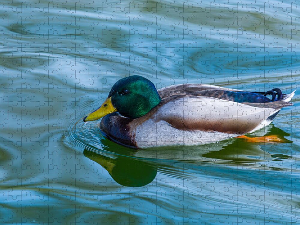 Duck Jigsaw Puzzle featuring the photograph Swimming Duck by Pamela Williams