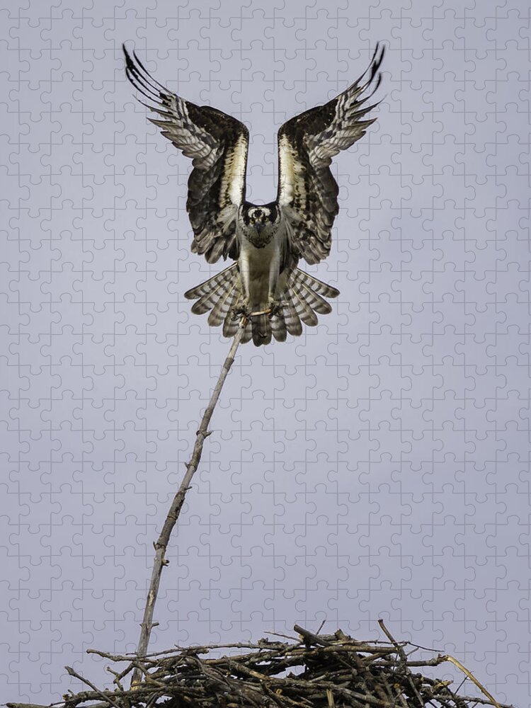 Osprey Jigsaw Puzzle featuring the photograph Symmetry by Everet Regal