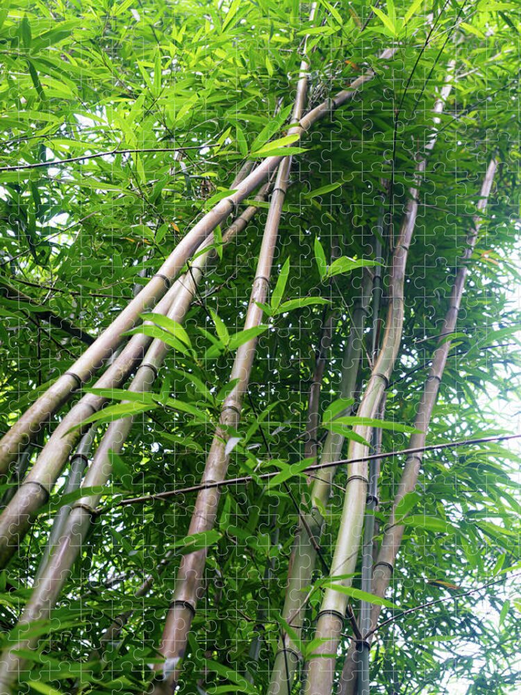 Bamboo Jigsaw Puzzle featuring the photograph Tall Bamboo by Christopher Johnson