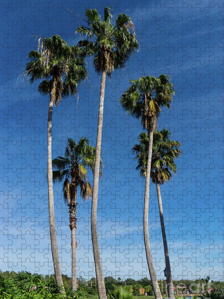 Palm Trees Jigsaw Puzzle featuring the photograph Tall Curving Palms by Jennifer White