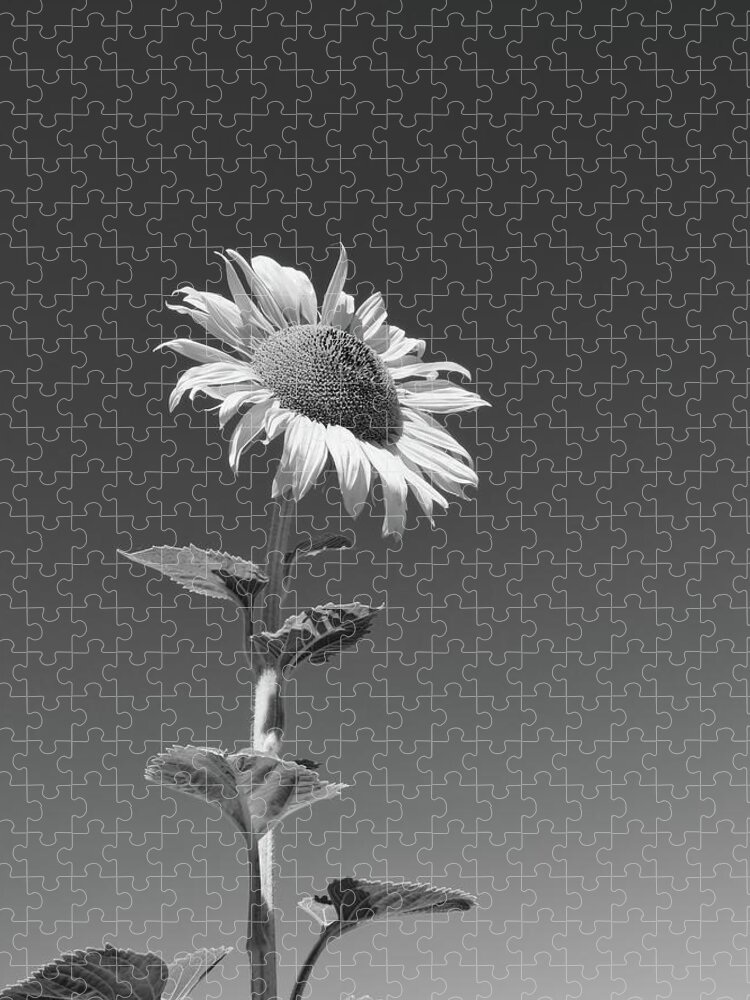 Sunflower Jigsaw Puzzle featuring the photograph Tall Sunflower B W by Connor Beekman