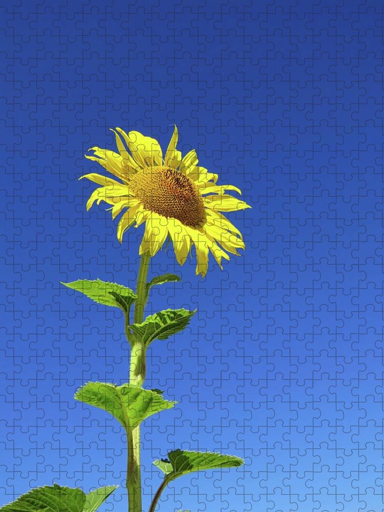 Sunflower Jigsaw Puzzle featuring the photograph Tall Sunflower by Connor Beekman