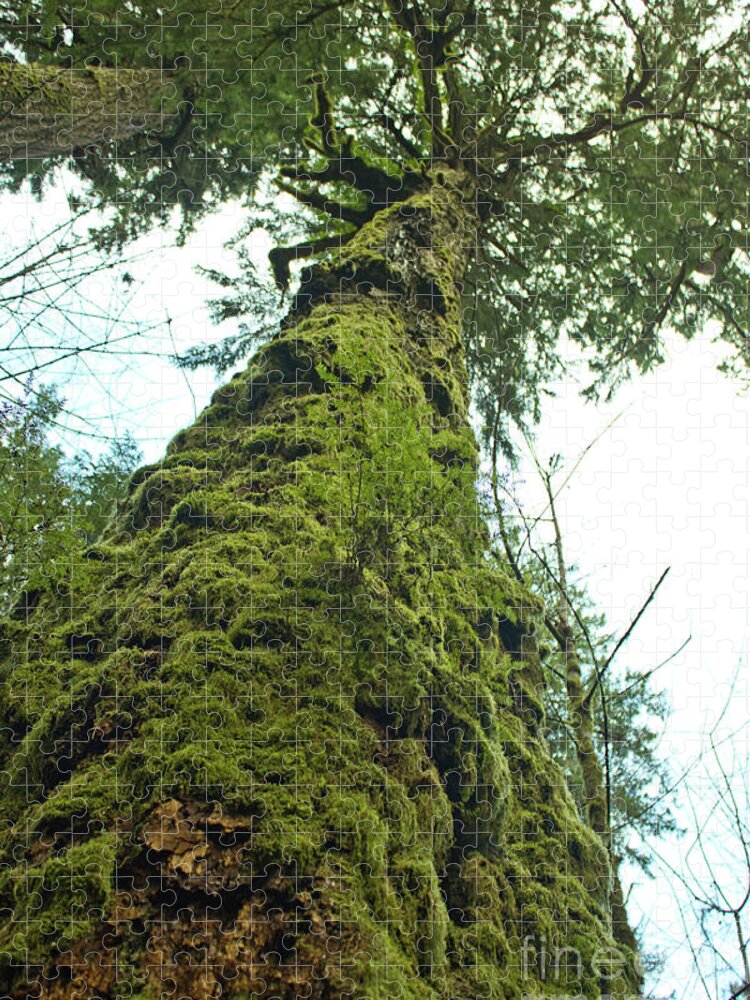 Vancouver Island Jigsaw Puzzle featuring the photograph Tall tall tree by Donna L Munro