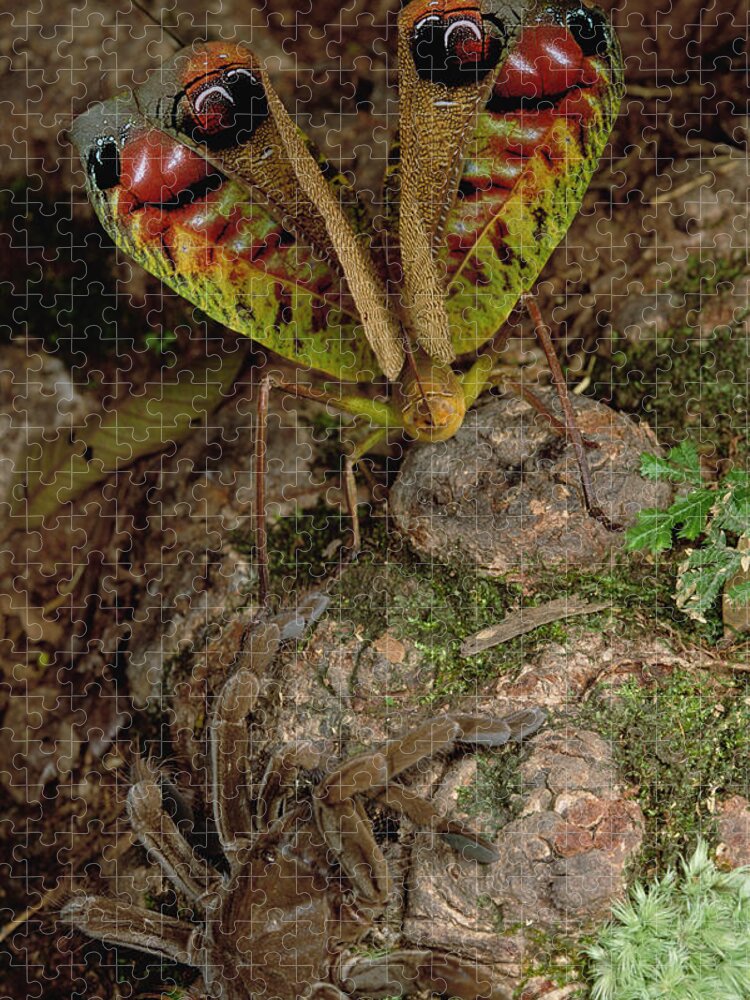 00115907 Jigsaw Puzzle featuring the photograph Tarantula Startles a Giant Katydid by Mark W Moffett
