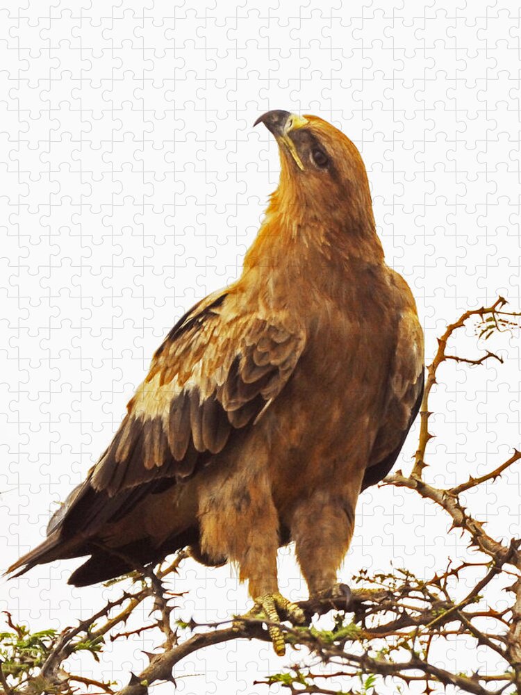Birds Jigsaw Puzzle featuring the photograph Tawny Eagle by Patrick Kain