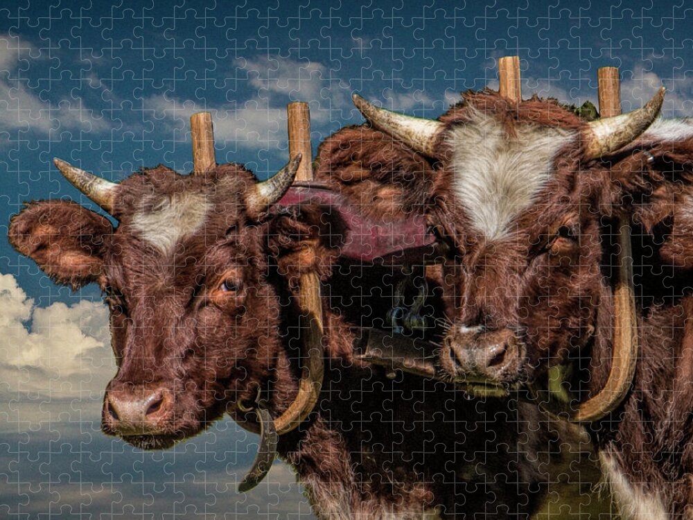 Cattle Jigsaw Puzzle featuring the photograph Team of Oxen by Randall Nyhof