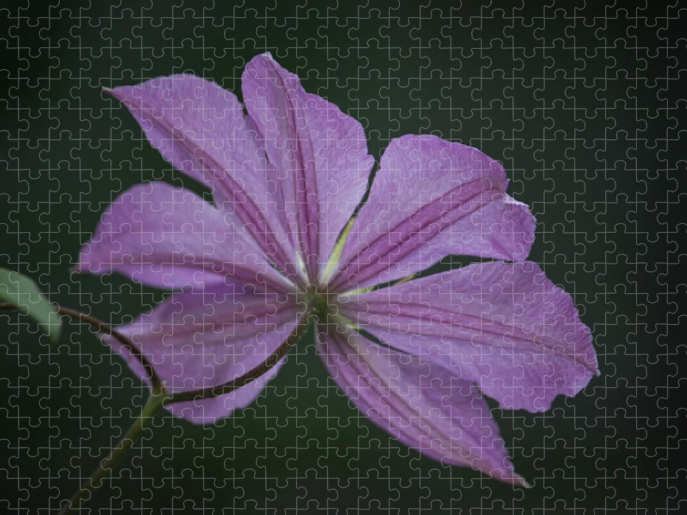Photograph Jigsaw Puzzle featuring the photograph Teresas Clematis by Suzanne Gaff