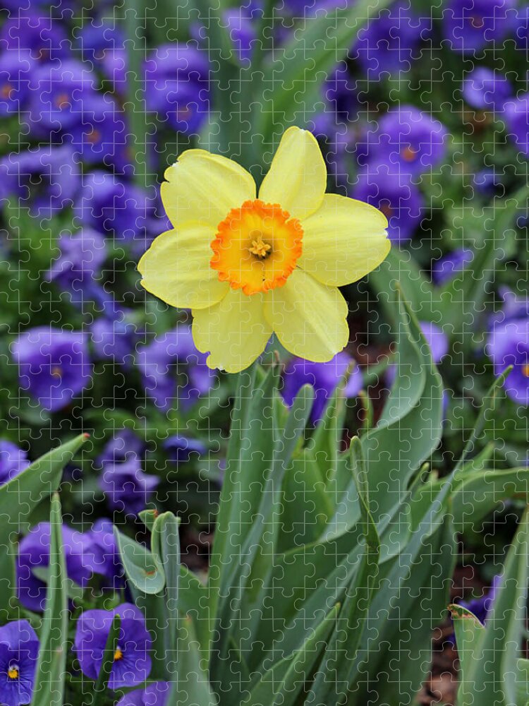 Daffodil Jigsaw Puzzle featuring the photograph Texas Blooms 35 by Pamela Critchlow