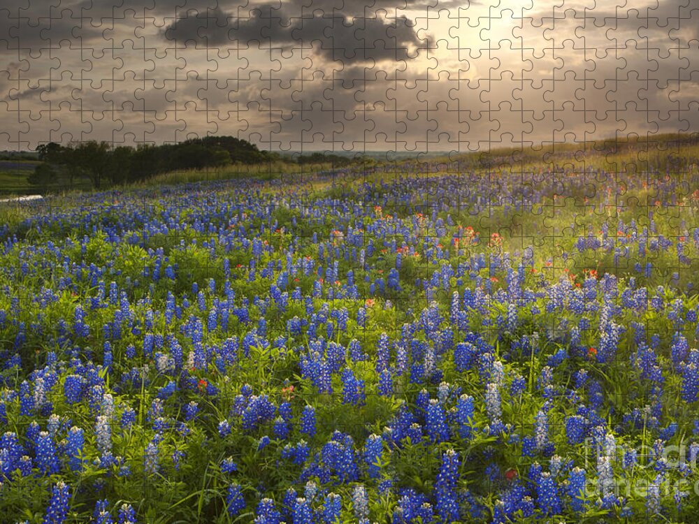 Texas Blue Bonnets Jigsaw Puzzle featuring the photograph Texas bluebonnets at Sunrise by Keith Kapple