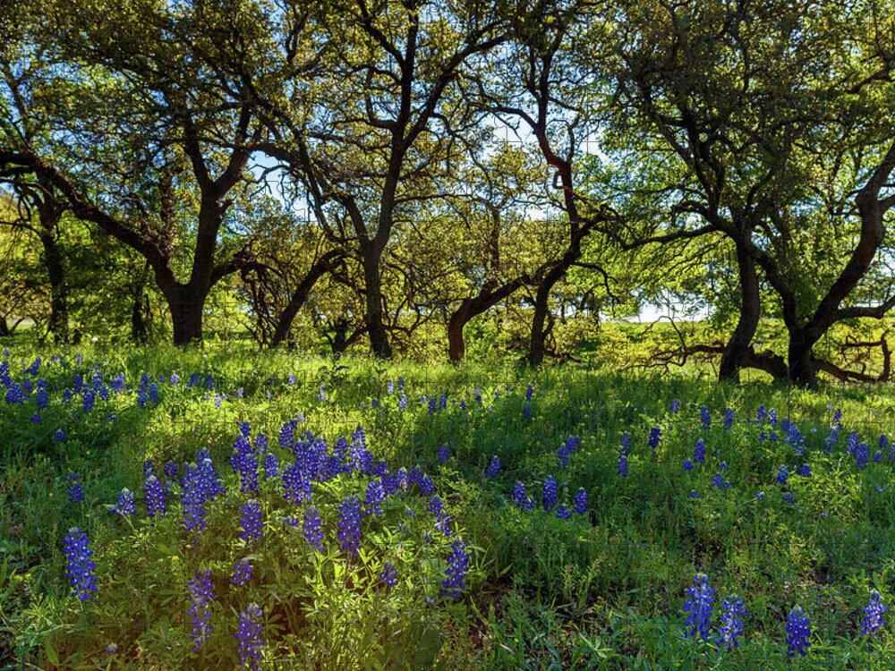 Austin Jigsaw Puzzle featuring the photograph Texas Hill Country by Raul Rodriguez