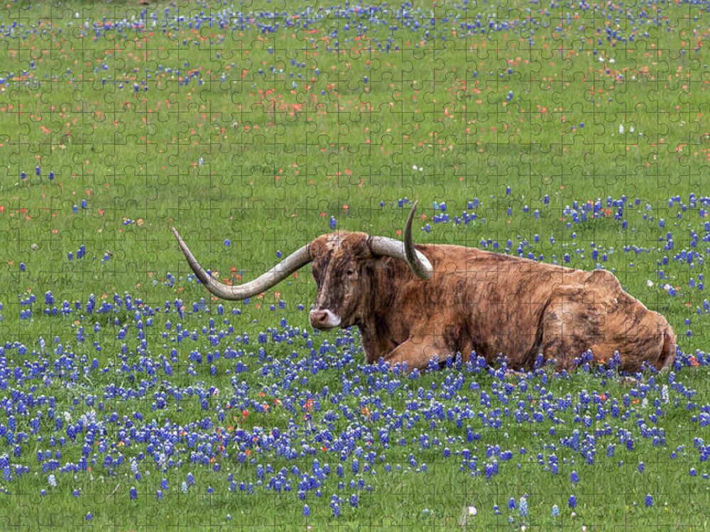 Texas Longhorn Jigsaw Puzzle featuring the photograph Texas Longhorn and Bluebonnets by Robert Bellomy