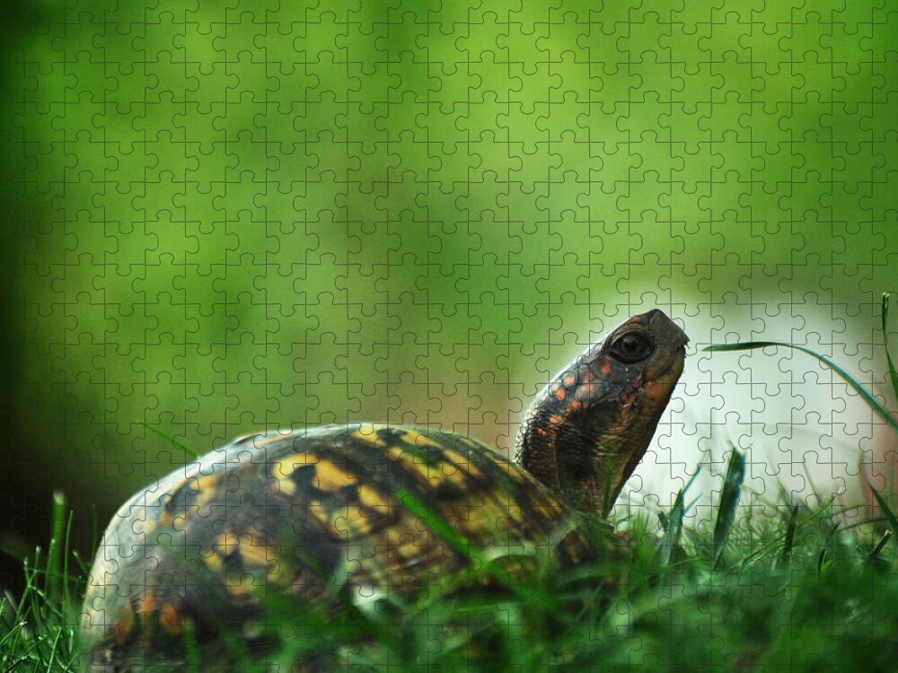Eastern Box Turtle Jigsaw Puzzle featuring the photograph Thankful for Leaping Greenly Spirits by Rebecca Sherman