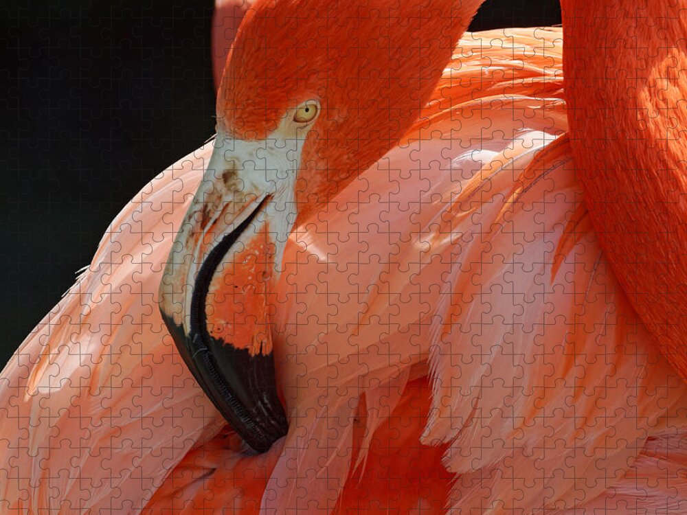 That's The Spot Jigsaw Puzzle featuring the photograph That's the Spot -- American Flamingo at Charles Paddock Zoo in Atascadero, California by Darin Volpe