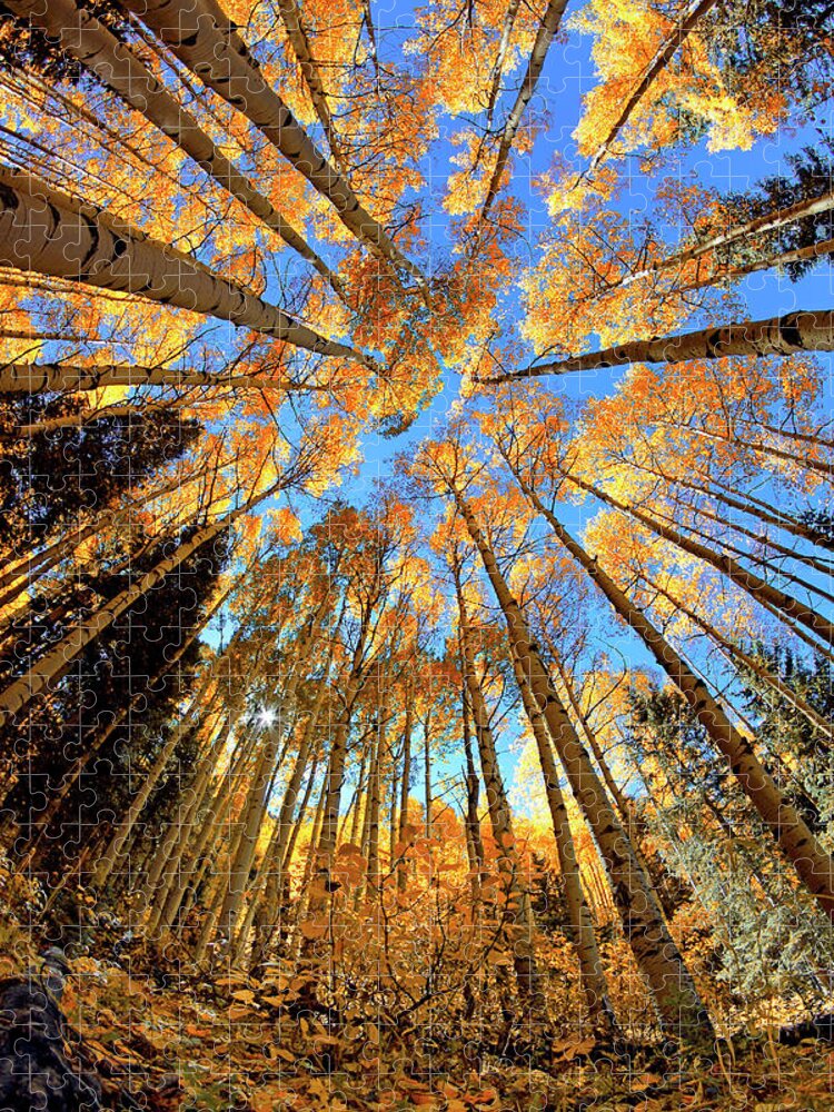 Aspen Trees Jigsaw Puzzle featuring the photograph The Aspens Above - Colorful Colorado - Fall by Jason Politte
