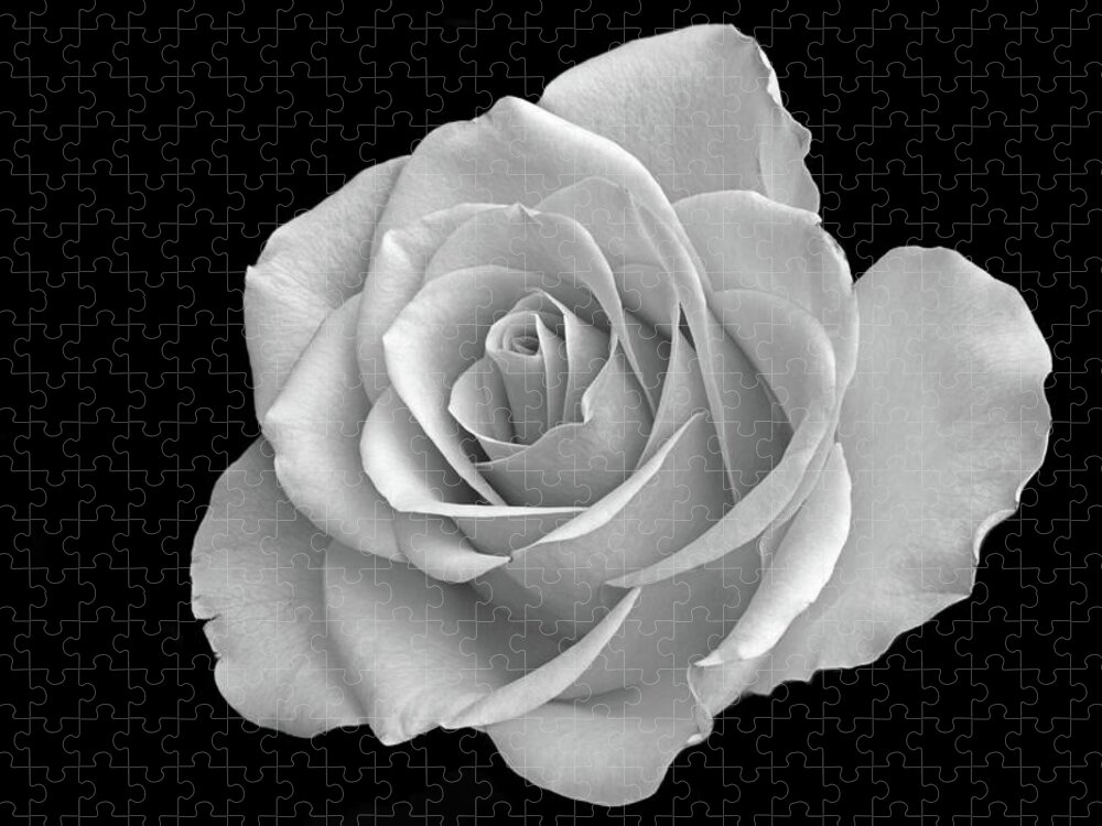 White Rose Jigsaw Puzzle featuring the photograph The Beauty Of Rose. by Terence Davis