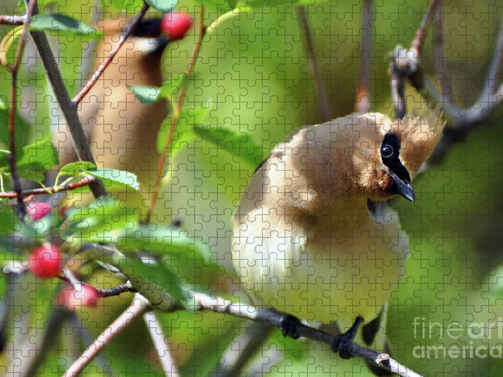 Bohemian Waxwings Jigsaw Puzzle featuring the photograph The Berry Pickers by Deby Dixon