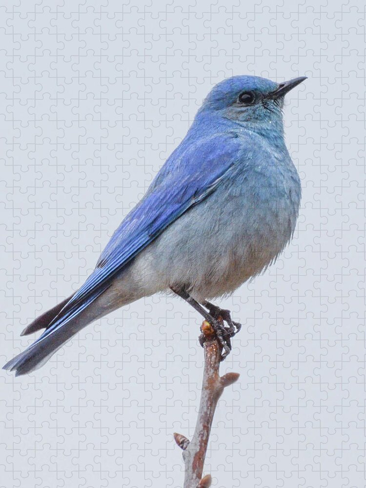 Ave Jigsaw Puzzle featuring the photograph The Bluebird Of Happiness by Joy McAdams