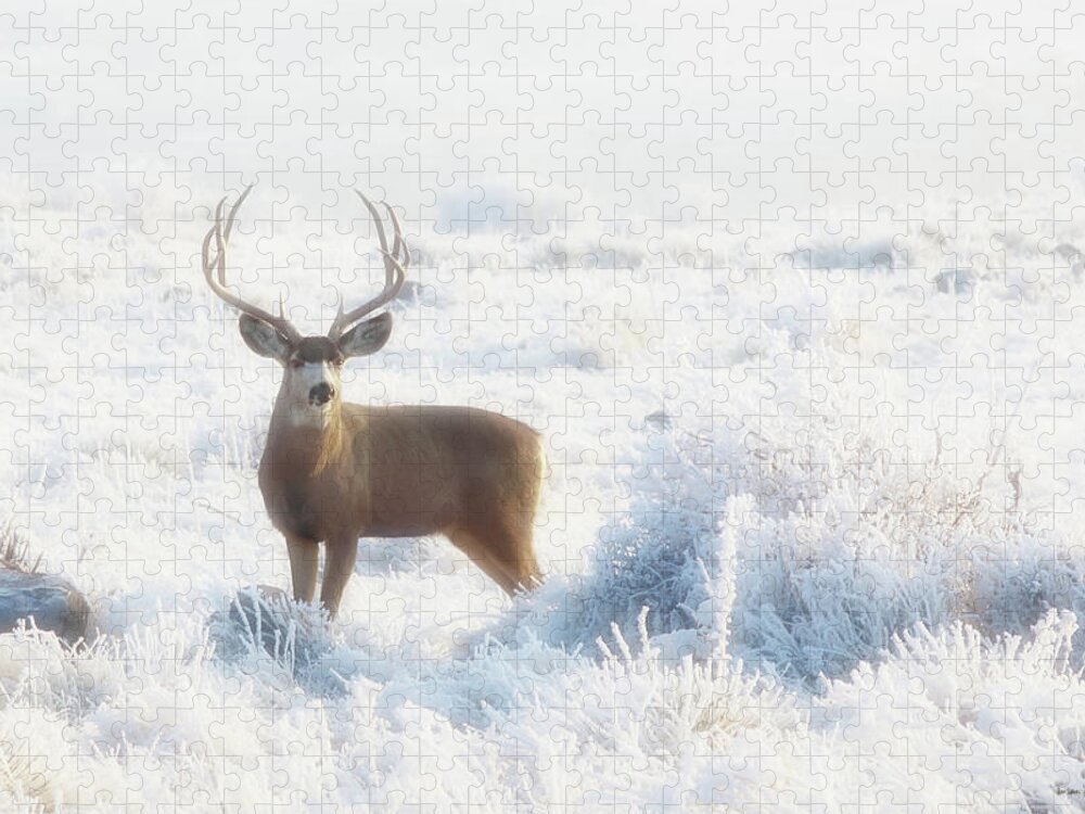 Deer Jigsaw Puzzle featuring the photograph The Buck Stops Here by Brian Gustafson
