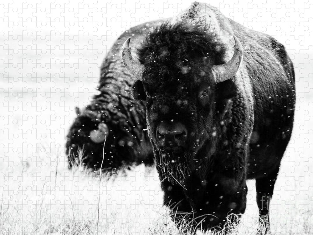 Buffalo Jigsaw Puzzle featuring the photograph The Cold Brotherhood by Jim Garrison