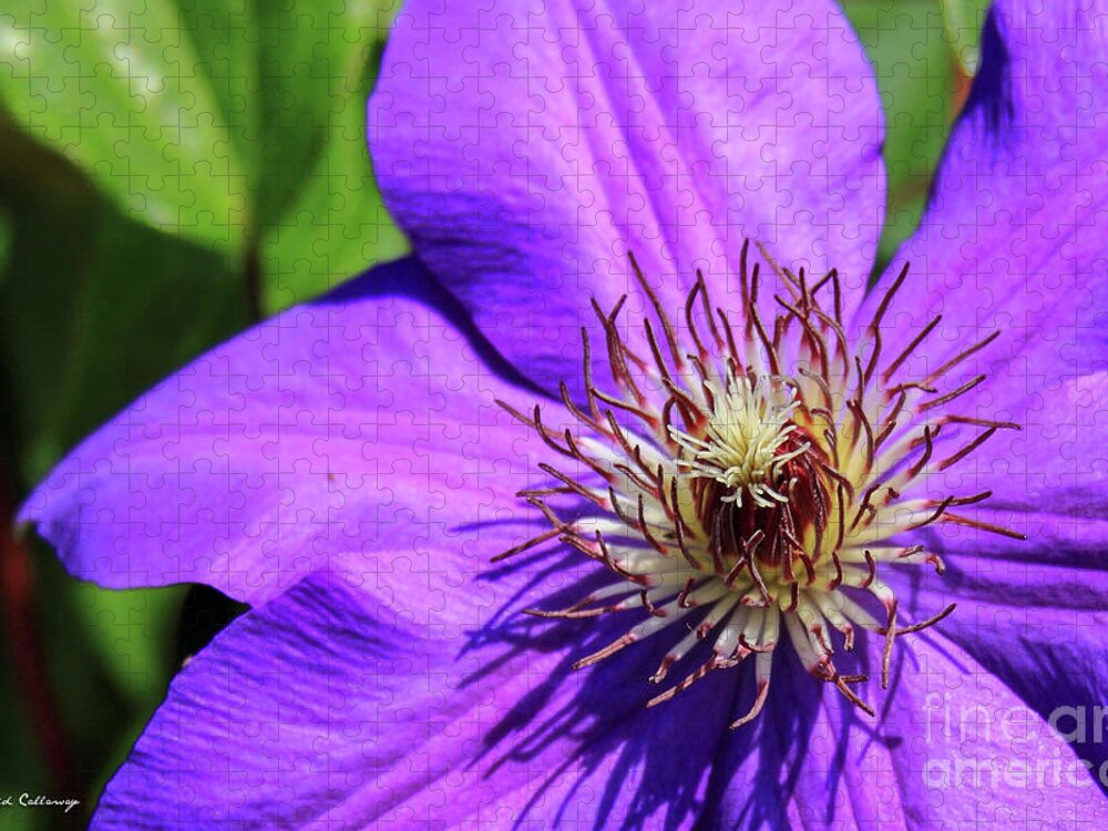 Reid Callaway Purple Charmer Jigsaw Puzzle featuring the photograph The Crown Clematis Flower Art by Reid Callaway