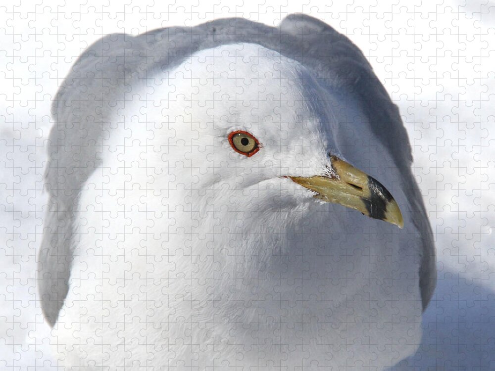 Ring-billed Gull Jigsaw Puzzle featuring the photograph The Dreamer by Doris Potter