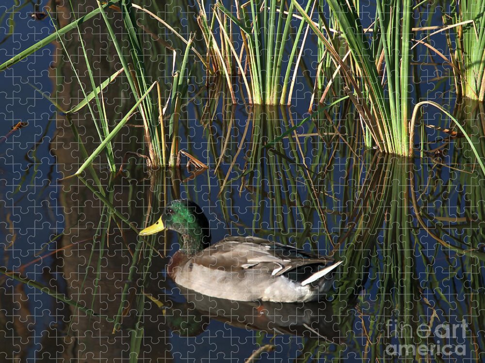 Duck Jigsaw Puzzle featuring the photograph The Duck On The Pond At Papago Park by Kirt Tisdale