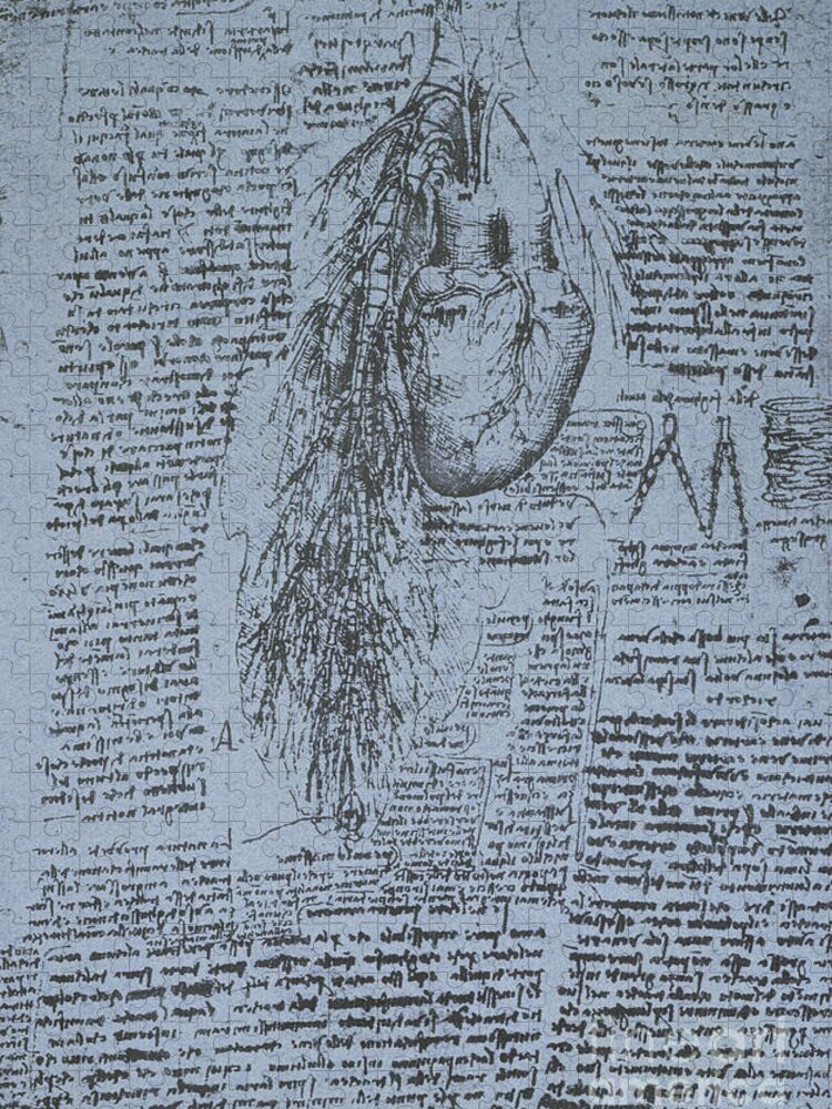 Heart Jigsaw Puzzle featuring the drawing The Heart and the bronchial arteries by Leonardo Da Vinci
