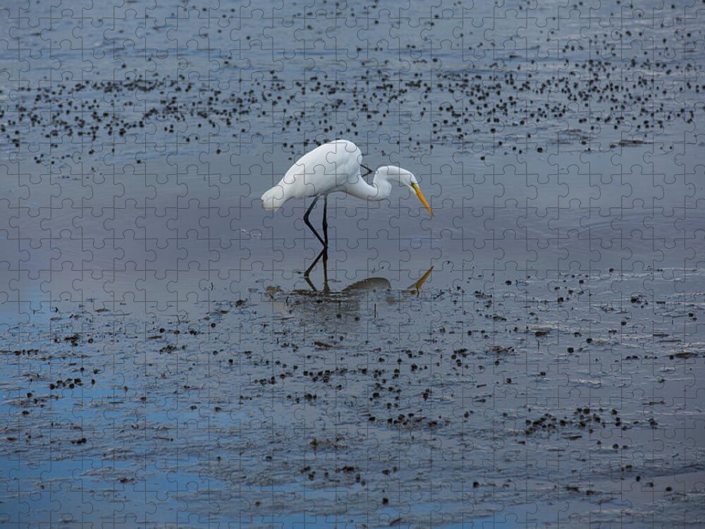 Egret Jigsaw Puzzle featuring the photograph The Hunt by Allan Morrison