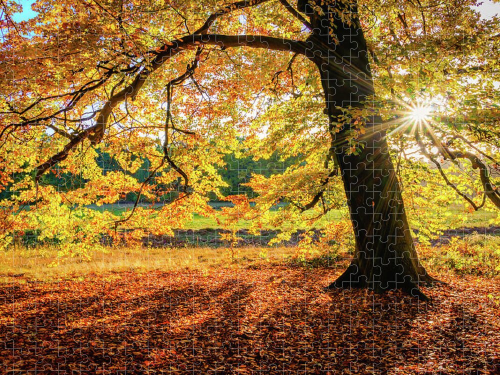 Europe Jigsaw Puzzle featuring the photograph The last rays of golden autumn by Dmytro Korol