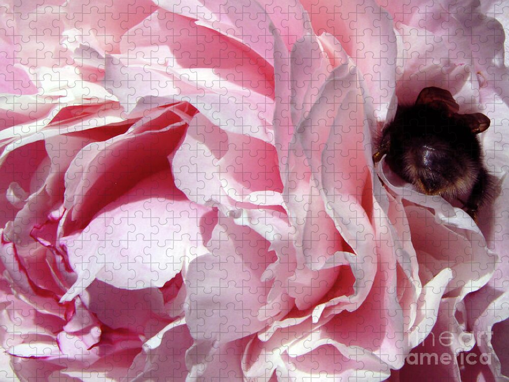 Peony Jigsaw Puzzle featuring the photograph The Lost Bee 2 by Kim Tran
