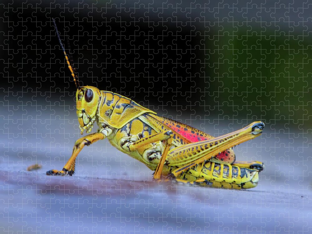 Grasshopper Jigsaw Puzzle featuring the photograph The Lubber Grasshopper by Mark Andrew Thomas
