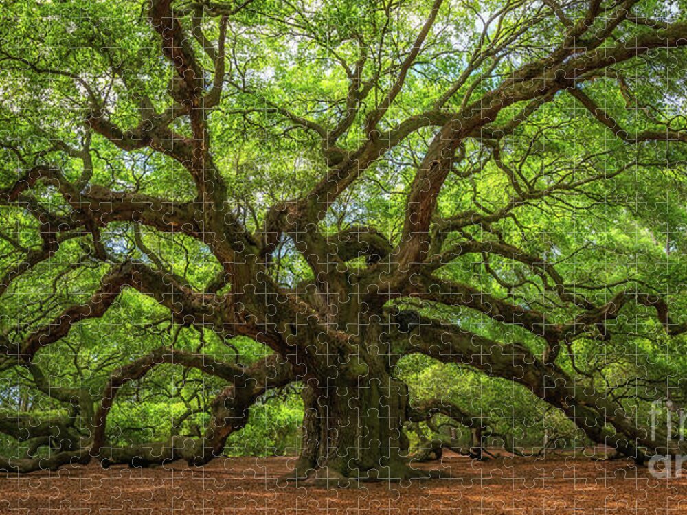 Angel Oak Tree Jigsaw Puzzle featuring the photograph The Magical Angel Oak Tree Panorama by Michael Ver Sprill