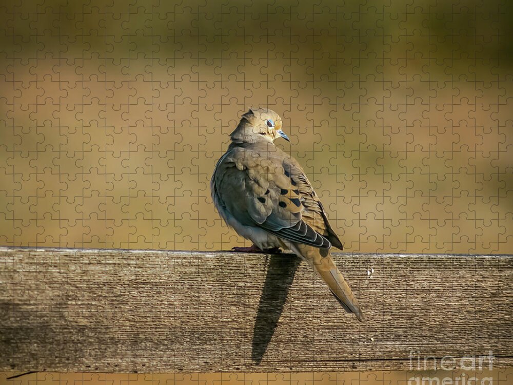 Wildlife Jigsaw Puzzle featuring the photograph The Morning Dove by Robert Frederick