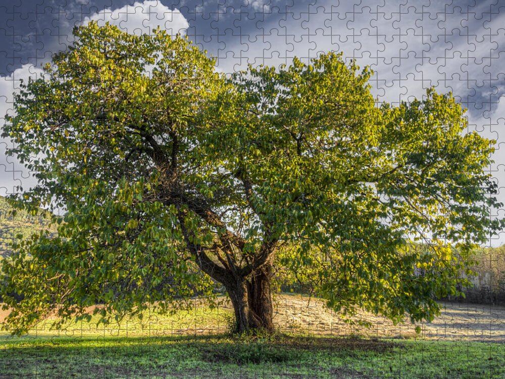 Appalachia Jigsaw Puzzle featuring the photograph The Mulberry Tree by Debra and Dave Vanderlaan